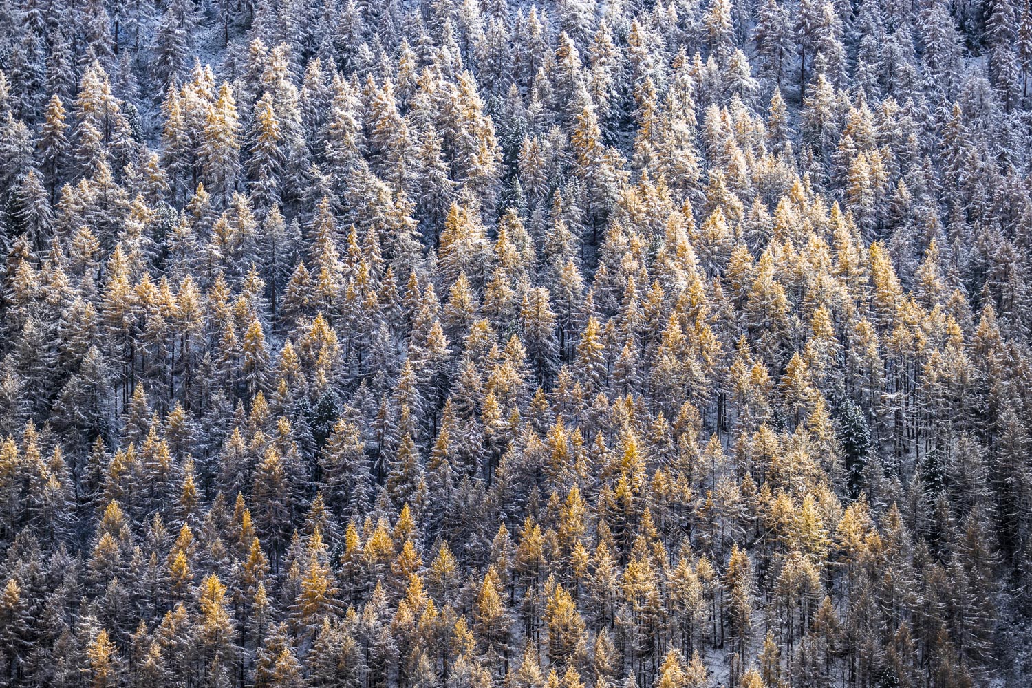 Solaise forest - Fall Colors - Larch Trees - Val d'IsÃ¨re